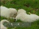Komondor & pups