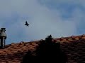 Flight of a startling Flight of a startling