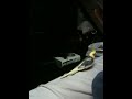 Cockatiel's foot fetish