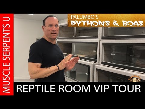YouTube reptile video