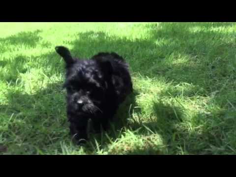 Baxter is a very tiny energetic, intelligent toy MaltiPoo