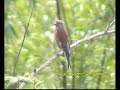 Linnet (Carduelis cannabina) male Linnet (Carduelis cannabina) male