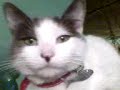 awesone cat awesone cat
