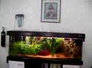 aquario plantado flavio 2 