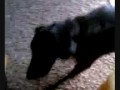 Small talk with my dog Mojo