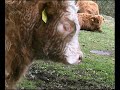 Tierparadies am Ulrichsberg Tierparadies am Ulrichsberg