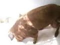 el cerdito que estaba en la perrera