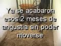 el cerdito que estaba en la perrera