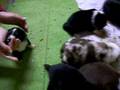 Das Große Fressen Australian Shepherd Puppies Welpen