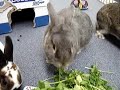 Honking Rabbit