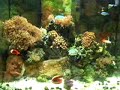 Pauls Aquarium