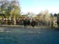 Jaripeo Ranchero San Agustín Metzquititlán Hgo.