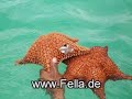 Riu Bambu Punta Cana Dominikanische Republik Strandhotel Riu Riu Bambu Punta Cana Dominikanische Republik Strandhotel Riu