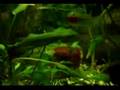 Rotalge Hildenbrandia rivularis im Aquarium