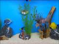 Living Aquarium Volume 2