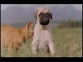 Milo and Otis part 2 Milo and Otis part 2