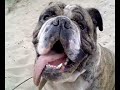 English Bulldog - \"Healy\" - Sand dunes