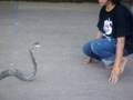 Cobra show in Thailand
