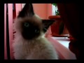 Birman kitten - Betty loves cactus
