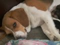 beagles puppies 2 weeks