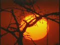 Gorgeous African Sunset