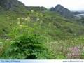The Valley of Flowers, Uttarakhand - India