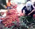 petik rambutan kat melaka1