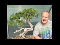 Creating Bonsai Trees - Yamadori 