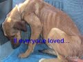 If everyone cared about the animals