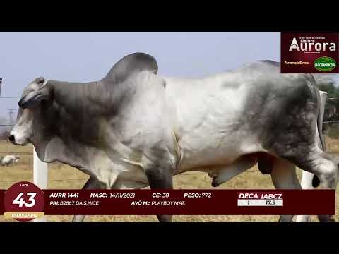 4� De Olho na Fazenda - NELORE AURORA participa��o Chico Paulic�ia