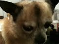 犬でもライブ