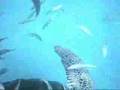 Swimming with Turtles in Barbados 2007