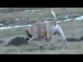 videos de Ca de Bou JB-Sapiens Rex FCI st,2008