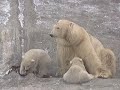 Twin Polar bear cubs - super cute!