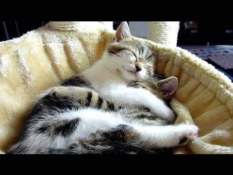 cute cats - Subscribe: http://bit.ly/FunnyCatsAndNiceFish http://www.facebook.com/pages/Funnycatsandnicefish/505394342831444 Cutest Cat Moments. Top 20 Kitten and Cat Hu...
