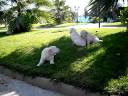 Golden Retriever con 35 dias. Golden Retriever con 35 dias.