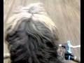 videos de susi la perra en bicicleta