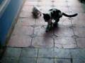 gatitos juguetones