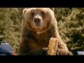 TUMS BEAR COMMERCIAL
