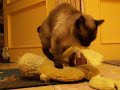 LEO le CHAT qui fait du JUDO , ( ou bien autre chose .) LEO le CHAT qui fait du JUDO , ( ou bien autre chose .)