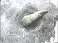 ICE FISHING WITH TIP UPS LK MTNKA ( part2)