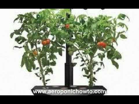 how to grow aeroponics