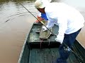 fishing redtail catfish around Barcelos. Karen Julyana boat