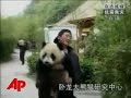 Pandas Still Missing After Earthquake