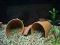 mbuna puffer.MOV