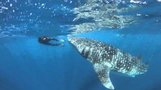 Requins baleines - Isla Mujeres - Mexico