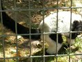 Black and White Ruffed Lemur vocalization
