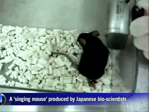 0 Japanese Researchers Create Singing Mice picture