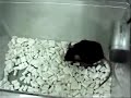 Japanese scientists say they have produced a mouse that tweets like a bird in a genetically engineered 