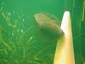 Discus fish treatment - Flubendazole side effect :(
